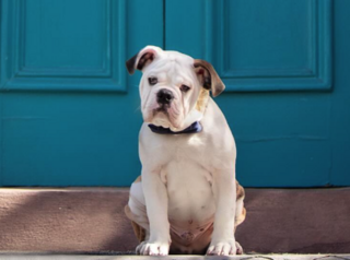 bulldog sitting on a step 