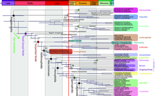 Evolutionary Tree for Snakes